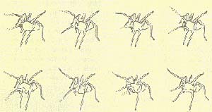 Un macho del Lycosa Carbonelli sigue un rastro de feromona sexual y se entrega al ritual del cortejo. El dibujo reproduce los fotogramas de una secuencia cinematográfica que dura un segundo. Las patas anteriores de la araña se mantienen elevadas y extendidas y se agitan con movimientos complejos. Los trazos punteados indican movimiento.