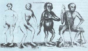 Fig. 2 Especies de antropomorfos segun Christianus Emmanuel Hoppius: Troglodita, Lucifer, Satiro y Pigmeo.  Ilustracion de su Tesis Anthropomorpha, Uppsala, 1760. (Artis Bibliotheek, Amsterdam)