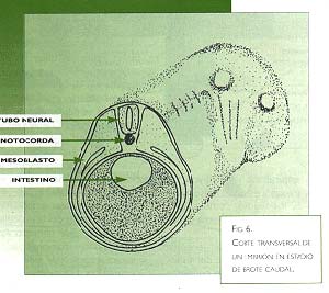 Fig 6 Corte Transversal de un embrión en estado de brote caudal