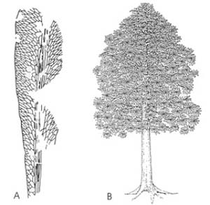 A. Hoja de Glossopteris (según Rigby), espécimen de Australia. - B. Árbol de Glossopteris, de unos cuatro metros de altura (según Goud y Delevoryas)