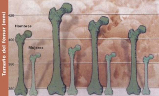 Tamaño medio del fémur en la población de San Pedro de Atacama en los cuatro períodos estudiados. El tamaño del fémur tiene gran correlación con la estatura del individuo, razón por la cual fue utilizado para estimar la altura.