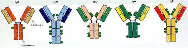 Estructura esquemática de los principales isotipos de inmunoglobulinas del ser humano. Ttodas las moléculas están cosntituidas por dos pares idénticos de cadenas polipeptídicas, una pesada (H, de heavy) y otra liviana (L, de light). Nótese la diferencia ennúmero y localización de los puentes azufre que unen las cadenas (simbolizados con lineas negras) y la distribución de las moléculas de azúcares unidaas covalentemente a la proteína (círculos verdes)