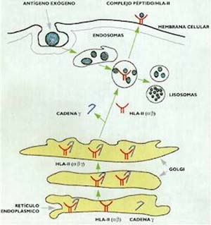 FIG 3 Procesado y presentación de antígenos extracelulares
