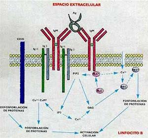 FIG I  El receptor antigénico del linfocito B y los procesos intracelulares que se desencadenan cuando esa IGM de membrana interactúa con el antígeno