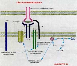 FIG II El receptor antígeno del linfocito T (o TCR) y los procesos intracelulares que se desencadenan cuando interactúa con el complejo péptido /HLA