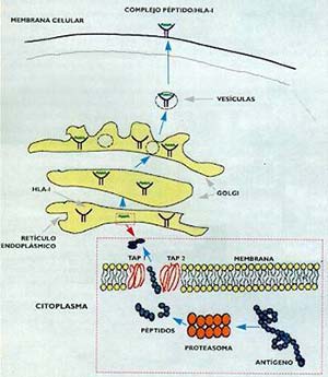Fig 4 Procesado y presentación de antígenos sintetizados en el citoplasma