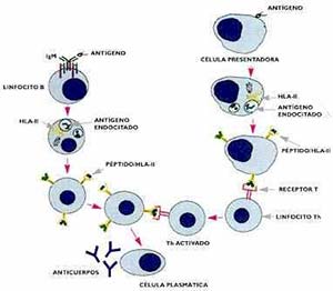 Fig 5 Mecanismo de la cooperación entre los linfocitos T y B en la respuesta inmune humoral