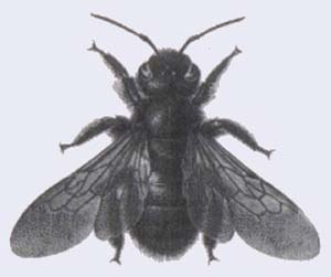 Fig 5 - Xylocopa SP