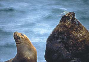 Figura 1. Hembra y macho de lobo marino sudamericano adultos en los que puede observarse el dimorfismo sexual.