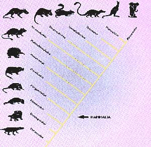 Figura 3. Cladograma que muestra las relaciones filogenéticas entre los grupos de mamiferos mencionados en el texto. Los terios están formados por tres grupos. Los pantoterios (que incluyen a Henkelotherium y Vincelestes, junto con otras formas menos conocidas) los simetrodontes y los tribosfénidos. Los últimos a su vez, abarcan a marsupiales y placentados