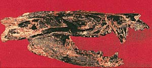 Figura 8   A) Vista lateral del cráneo de Vincelestes, de hace 125 millones de años, el mamífero más antiguo encontrado en Sudamérica y uno de los fósiles mesozoicos más completos del mundo. El fósil, con otros cinco cráneos fue hallado en Neuquén por un equipo del Museo Argentino de Ciencias Naturales dirigido por José Bonaparte. B) dibujo hipotético del mismo animal, cuyo largo total era, con la cola algo superior a los cincuenta centímetros.