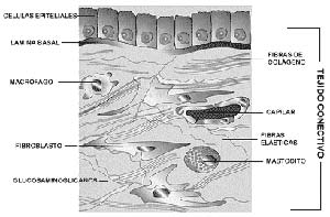FIG I : La matriz estracelular del tejido conectivo -el cual es el sostén de la piel, los huesos, el cerebro, y la médula, entre otros- está consituida pro macromoléculas secretadas principalmente por los fibroblastos, células presentes en la misma matriz. Las móleculas más importantes son los glucosaminoglicanos (polímeros de azúcares complejos) unidos a proteínas, y proteínas fibrosas que mantienen la estructura de la matriz -como el colágeno y la elastina-  y otras que cumplen funciones de adhesión- tales como la fibronectina y la láminina-. La matriz tiene la consistencia de un gel, en el cual se hallan embebidas las proteínas, y que por lo tanto permite la difusión de nutrientes, metabolitos y hormonas entre la sangre y las células. En la interfase entre el epitelio y el tejido conectivo, la matriz forma la lámina basal, una estructura muy delgada constituida por algunos de los componentes de la matriz. En el esquema que se presenta, el cual no corresponde a la piel, se han incluido tambien células en la matriz, tales como los macrófagos, encargados de fagocitar y degradar partículas extrañas, y los mastocitos, que liberan sustancias químicas que participan en los procesos inflamatorios.