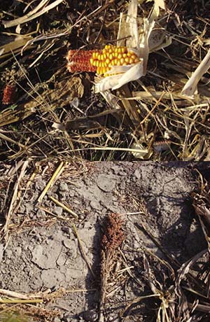 Espigas de sorgo granífero y de maíz caídas de las cosechadoras. En áreas con esos cultivos los rastrojos son fuente principal de alimento para la paloma torcaza.