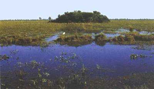 Fig 3. "Capao" situado en el medio del campo hacia el final de la temporada de inundación, en la estancia Bodoquena.