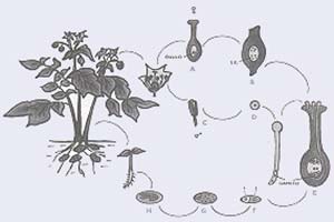 Fig 7 Esquema de la reproducción sexual de una planta de papa