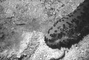 Fig 1. Los holoturios o pepinos de mar, como los de la especie Isosticholus Badionotus, pasan su vida ingiriendo, procesando y deponiendo sedimentos del fondo oceánico.