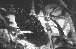 Fig 3. Un Holoturo de la especie Holothuria Mexicana, de unos 20 cms. de longitud, que procesa unos 120 gramos de sedimentos por día, o 44 kilogramos anuales.