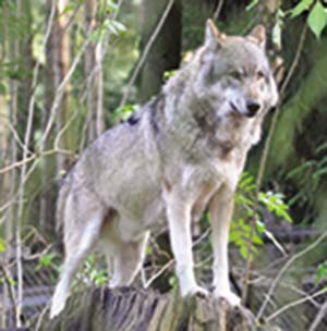Foto actual de un lobo gris euroasiático (Canis lupus), de cuyos ancestros descienden todos los perros. La gran variedad de estos es el resultado de milenios de cría selectiva por los seres humanos.