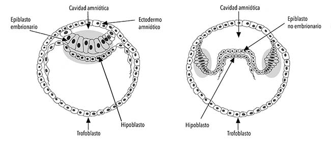  A la izquierda, el desarrollo temprano convencional de un embrión de mamífero; a la derecha, el desarrollo temprano en la mulita. Las manchas grises son los discos embrionarios que en cada caso dan lugar a los embriones. La capa celular superior, llamada epiblasto, forma el piso de la cavidad amniótica; la capa inferior, hipoblasto o endoblasto, forma el techo del saco vitelino. En la mulita, se indica la formación de pequeñas bolsas alargadas en forma de dedo de guante, una para cada embrión, que comparten la cavidad amniótica con su líquido (solo se representa dos bolsitas).