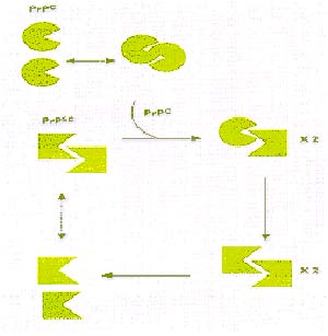 Figura 1.- Teoría del dúo mortal o de la proteína sola. Tanto la PRPC como la PRPSC existen como moléculas aisladas (monómeros) o como asociaciones de dos moléculas (dímeros) en estado de equilibrio. Cuando el dímero está constituido por una molécula de PRPC y otra de PRPSC, la segunda acelera