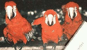 Dos especies de Guacamays: Ara Macao (centro) y A. Chloroptea. La primera se caracteriza, entre otras cosas, por una leve coloración amarilla en el plumaje de la cabeza. La segunda presenta un estriamiento de color rojo debajo de los ojos.