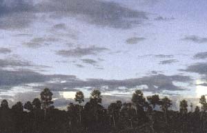 Palmares y sabanas son ecosistemas típicos de las regiones aledañas a la reserva.