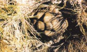 Las tortugas terrestres recurren, frecuentemente, al enterramiento, como forma de edaptarse a las duras condiciones climáticas de su área de distribución. En la imagen, una tortuga argentina (Chelonoides chilensis) se protege de la fuerte irradiación solar del mediodía.