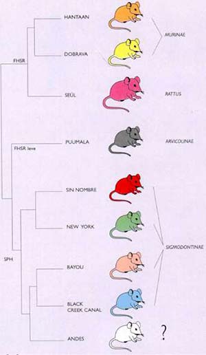 Fig. 2 Cada hantavirus se hospeda en una especie de roedor. Cuando se compara la filogenia de los hantavirus con la de sus hospedadores se encuentran ciertos paralelismos. Por ejemplo, virus cercanos, como los de Hantaan y Dobrava que producen fiebre hemorrágica con síndrome renal (FHSR), se hospedan en ratones de diferentes especies, aunque ambas pertenecen a la subfamilia Murinae. Los virus de América, productores de síndrome pulmonar (SPH), tienen como huéspedes roedores de la subfamilia Sigmodontinae. Se piensa que los hantavirus han evolucionado junto con los roedores que los hospedan, lo que indicaría que su presencia es muy antigua en las poblaciones de ratones. La distribución geográfica de los hantavirus (Fig. 1) refleja la de sus hospedadores; la diseminación universal de la rata noruega (Rattus norvegicus), hospedadora del virus de Seúl, determinó la aparición de este en todo el mundo.