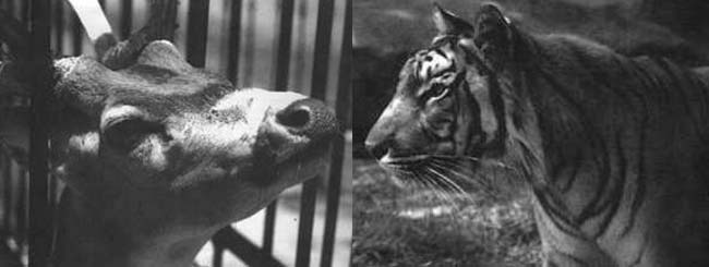 Izq: Fig. 8 Ciervo europeo (Cervus elaphus) tras las rejas del zoológico. Der: Fig. 9 Tigre (Panthera tigris) en una recreación de su ambienta natural