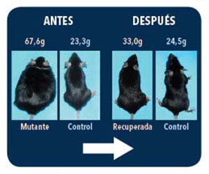 Un modelo genético de obesidad extrema en ratones demostró que la obesidad es una condición que se autoperpetúa y que, cuanto mayor es la desviación del peso normal, más difícil es recuperarlo.