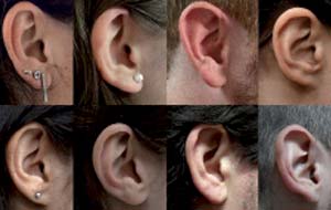Científicos argentinos participaron del estudio que identificó los marcadores genéticos que determinan el aspecto del pabellón auditivo. Foto: CONICET Fotografía.