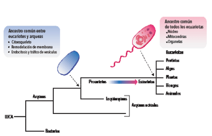 El origen evolutivo de las células eucariotas