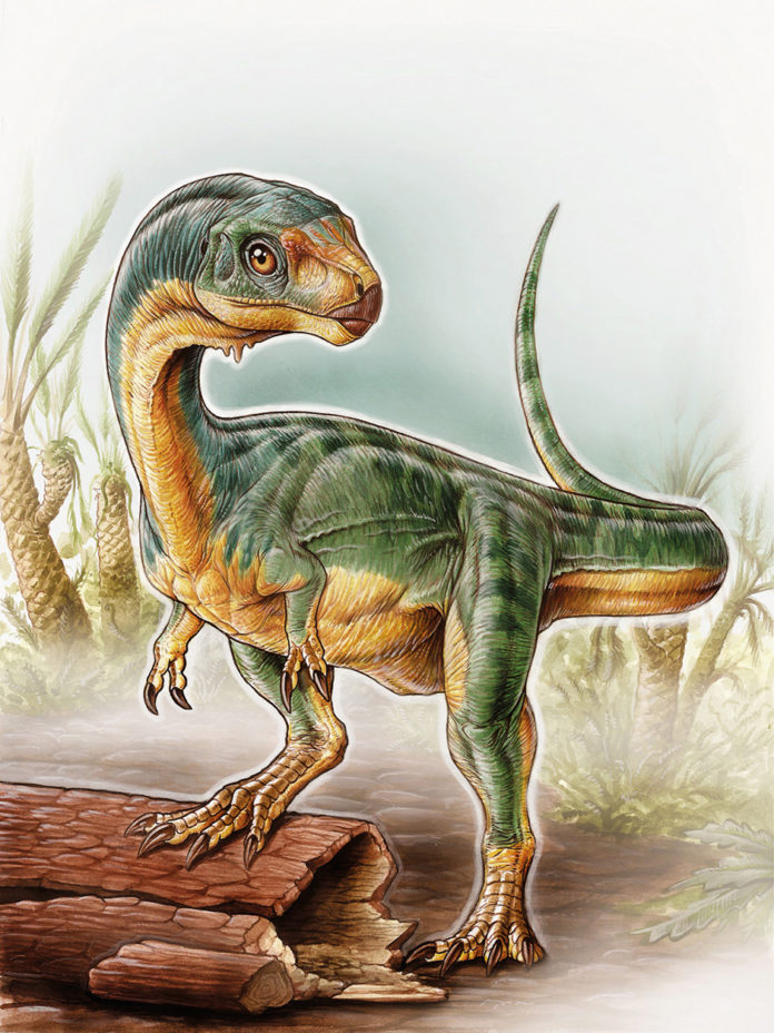 Interpretación de la apariencia de Chilesaurus diegosuarezi, dinosaurio descubierto en el sur de Chile que llevó a replantear la visión aceptada hasta el momento del árbol filogenético de los dinosauruios. Dibujo Gabriel Lio