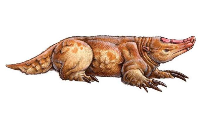 Necrolestes, un mamífero patagónico que sobrevivió a la extinción de los  dinosaurios | CienciaHoy