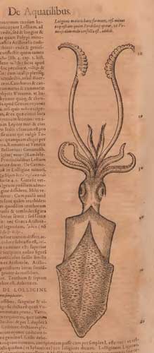 Los cefalópodos y su genealogía imaginaria: del emblema minoico al monstruoso Kraken