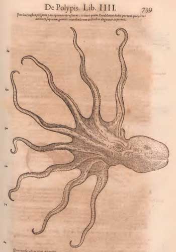 Los cefalópodos y su genealogía imaginaria: del emblema minoico al monstruoso Kraken