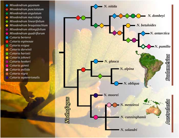 La historia que cuentan los cladogramas
