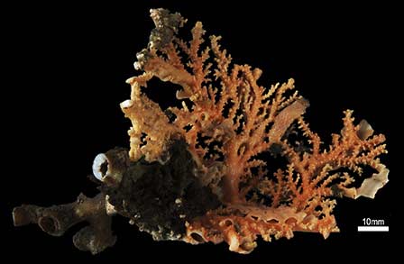 Corales de aguas frías en el Mar Argentino