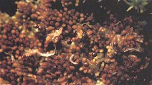 Sphagnum magellanicum, la especie de musgo más abundante en los turbales fueguinos.