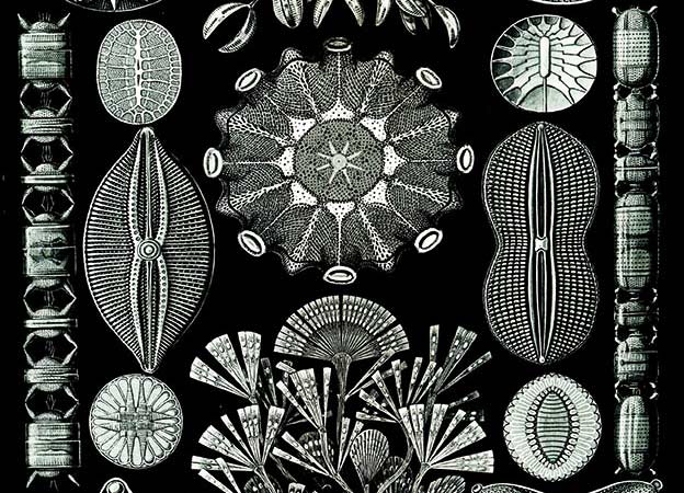 ¿De qué nos habla el fitoplancton?