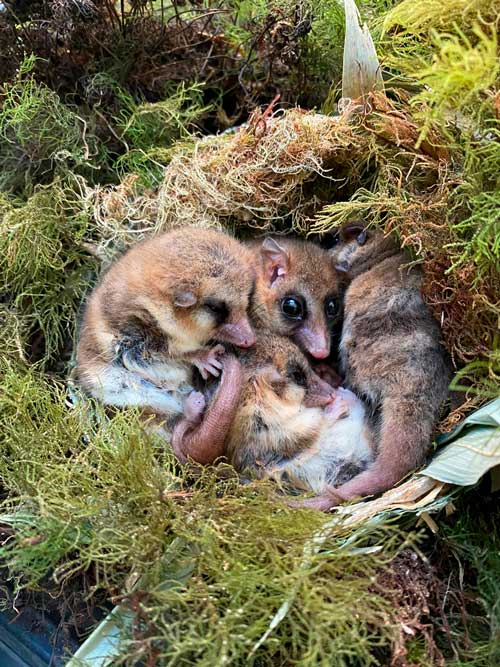 Monitos del monte comenzando hibernación en grupo dentro de un nido construido con musgos y quila (Chusquea quila). Foto Roberto F Nespolo.