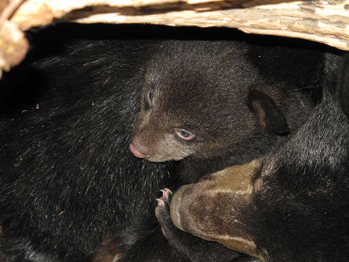 Crías de oso negro (Ursus americanus) junto a su madre hibernando en madriguera. Foto North American Bear Center