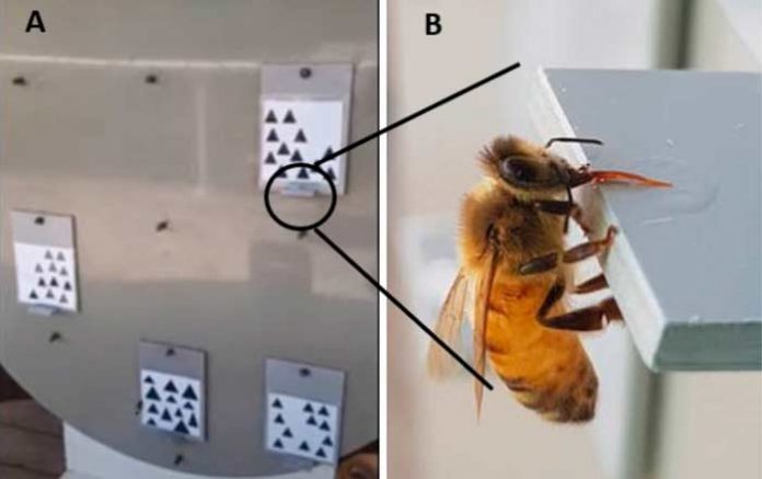 Las abejas melíferas pueden diferenciar entre números pares e impares