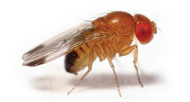 Drosophila melanogaster, un versátil organismo modelo | CienciaHoy