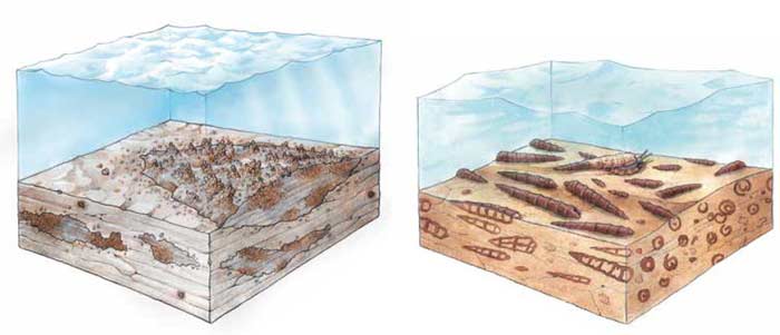 La vida en los mares neuquinos hace 130 millones de años