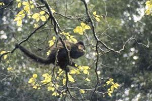 Hembra adulta de mono caí, Cebus Apella, comiendo frutos de Hovenia dulcis en el Parque Nacional Iguazú, Argentina.  Foto: Mario Di Bitetti.
