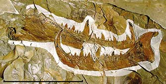 Radiaciones y extinciones del Paleozoico temprano