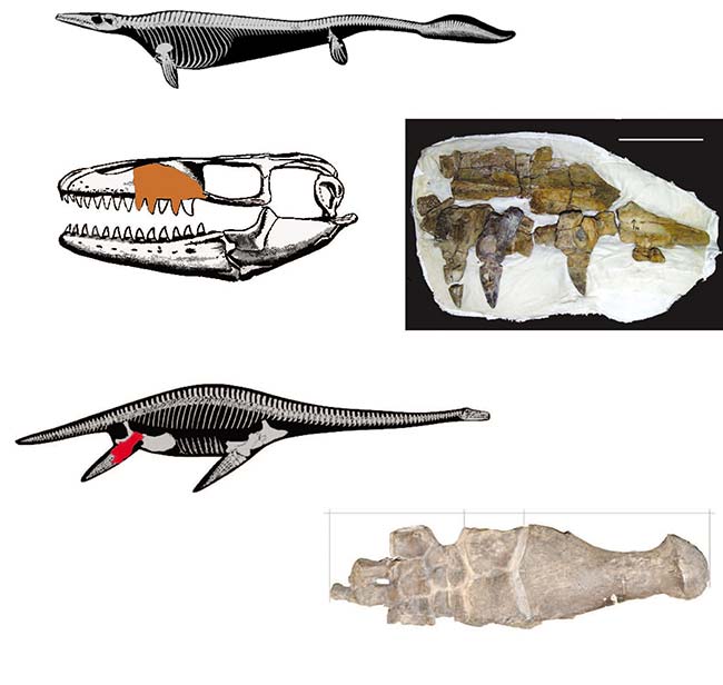 Arriba. Fósiles de huesos y dientes correspondientes a un maxilar de mosasaurio recuperados en la isla Marambio, en la Antártida. La mancha ocre indica la ubicación de esas piezas en el cráneo y la silueta superior sugiere cómo era el animal completo. Abajo. Fósil de fémur, tibia y tarso de un plesiosaurio encontrado en la isla Marambio, en la Antártida. La mancha roja indica la ubicación de ese hueso en una aleta posterior del animal. Las letras sobre el fósil indican sus partes: A tarso, B tibia y C fémur. Los esquemas de los animales enteros no tienen escala, porque la información disponible no permite precisar cuánto medían.