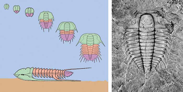 Los trilobites y el Paleozoico temprano