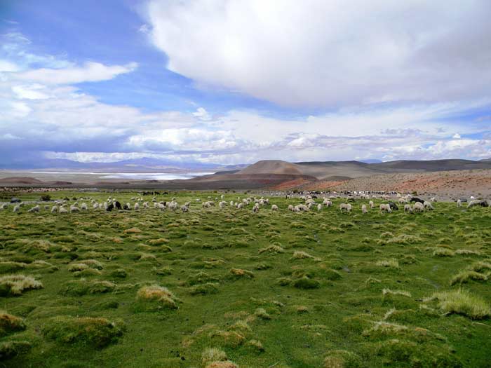 Las vegas Hidrosocioecosistemas esenciales de las regiones andinas